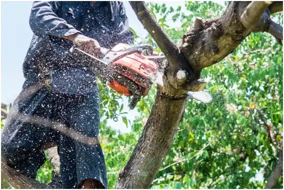 tree services Elkton